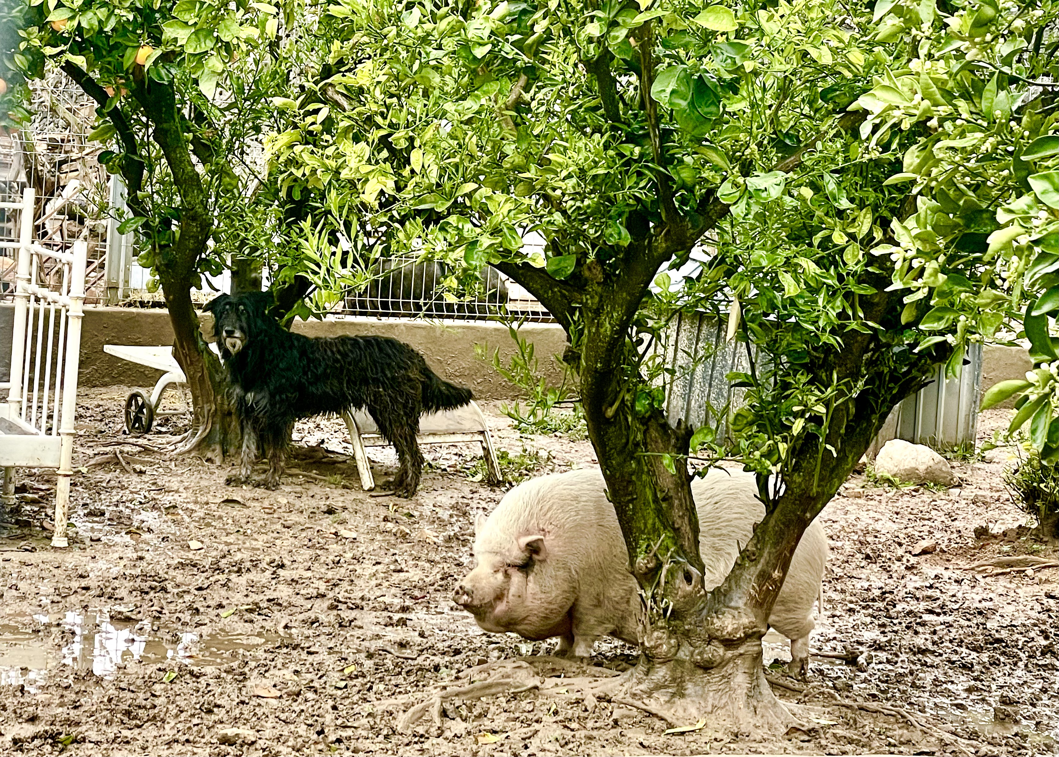 The policeman of the herd: black dog Wolf, and bellypig Piggie happy together.